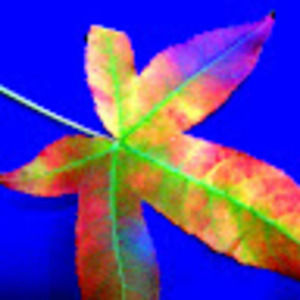 Meet your Posher, Kim mary